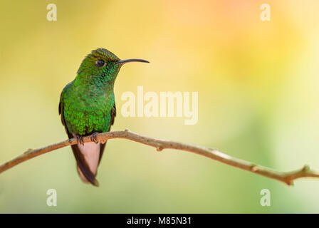 Coppery-headed Emerald - Elvira cupreiceps, beautiful small green hummingbird from Costa Rica La Paz. Stock Photo