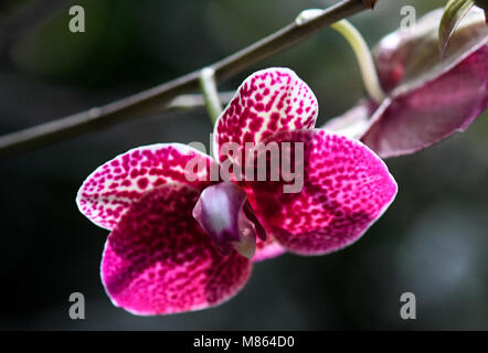 13 March, Germany, Mainau: A Phalaenopsis-Hybrid orchid blossoms in the palm house at the Lake Constance island Mainau. The flowering island informs about the upcoming season at a press conference. The year 2018 runs under the motto 'Baobab und Bonobo - Faszination Afrika' (lit. Baobab and bonobo - fascination Africa). The diversity of culture and nature of the world's second largest continent is going to be presented. Photo: Patrick Seeger/dpa Stock Photo