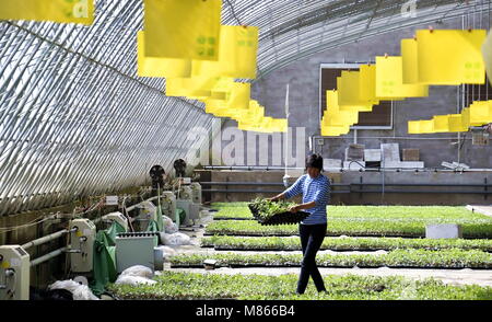 Beijing, China. 15th Mar, 2018. A farmer grows vegetables inside a water-efficient greenhouse in Daxing District of Beijing, capital of China, March 15, 2018. Credit: Li Xin/Xinhua/Alamy Live News Stock Photo