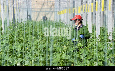 Beijing, China. 15th Mar, 2018. A farmer manages greenhouse vegetable crops in Daxing District of Beijing, capital of China, March 15, 2018. Credit: Li Xin/Xinhua/Alamy Live News Stock Photo
