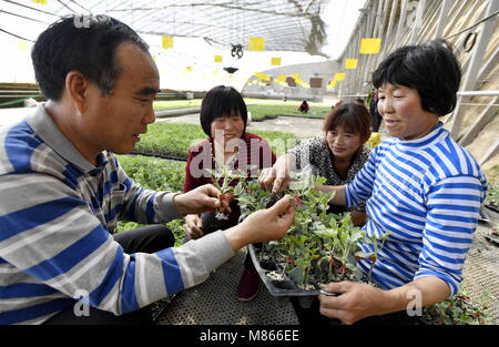 Beijing, China. 15th Mar, 2018. An agricultural expert (L) shares greenhouse vegetable production know-hows with farmers in Daxing District of Beijing, capital of China, March 15, 2018. Credit: Li Xin/Xinhua/Alamy Live News Stock Photo
