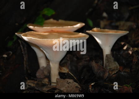 Nicely lit mushrooms on forest floor Stock Photo