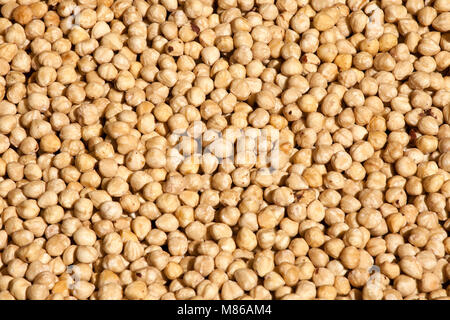 the Cicer arietinum is scientific name of Chickpeas legume. Also known as Garbanzo bean, Chick Peas or Grao de Bico. Stock Photo