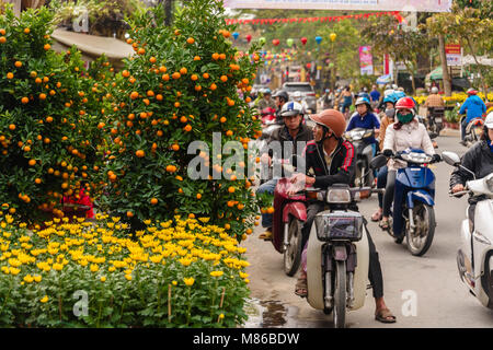 People riding scooters stop to look at kumquat trees and yellow chrysanthemum flowers, both tokens of good luck for the Chinese Lunar New Year, in Hoi An, Vietnam Stock Photo