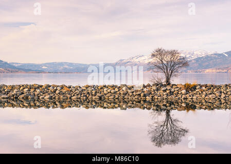 Tree growing on breakwater reflection in calm lake with snow covered mountains in distance Stock Photo