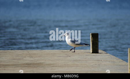 Winter bird watching on Lake Windermere. A gull takes a walk on the wooden jetty. Stock Photo