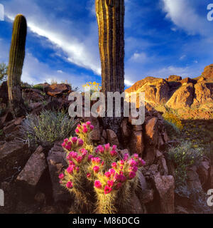 Hedgehogs, Ajo Mountain, Organ Pipe Cactus, Stenocereus thurberi, Organ Pipe Cactus National Monument, Arizona Stock Photo