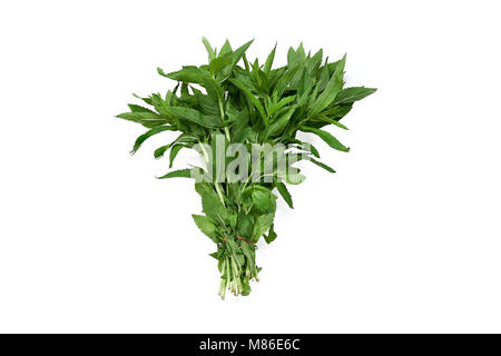 Sweet Vietnamese mint centered and isolated on white background Stock Photo