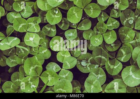 Clover. Closeup of Clovers with drops. Macro. Stock Photo