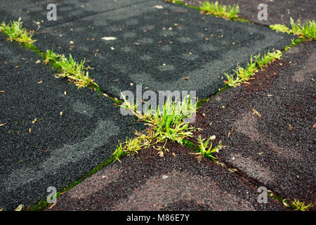 Grass. Spring grass on the playground after the rain. Stock Photo
