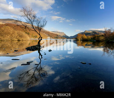 Lone tree in the waters of Llyn Padarn at Llanberis, Snowdonia, Wales Stock Photo