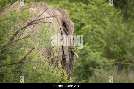 The Mighty Elephant Stock Photo