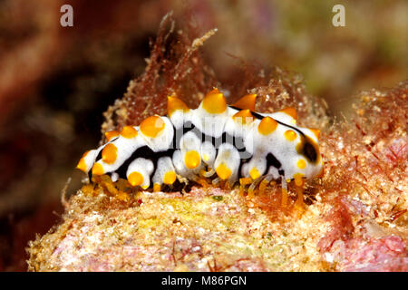 Juvenile, or sub adult Sea Cucumber, Pearsonothuria graeffei, previously known as Bohadschia graeffei. Stock Photo