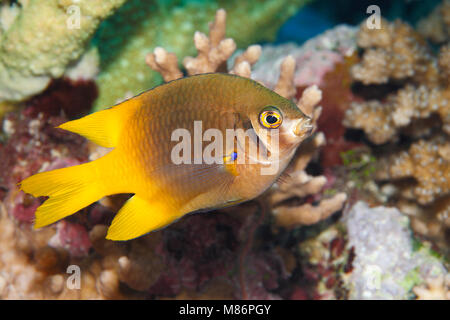 Yellowtail Damsel, Neoglyphidodon nigroris, adult fish. Also known as a Black and Gold Chromis and Behns Damselfish. Stock Photo