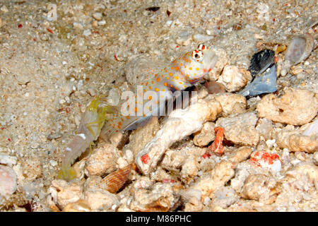 Spotted Shrimpgoby, also known as a black-chest Shrimpgoby, Amblyeleotris guttata, with Alpheid Shrimp, Alpheus ochrostriatus. Stock Photo