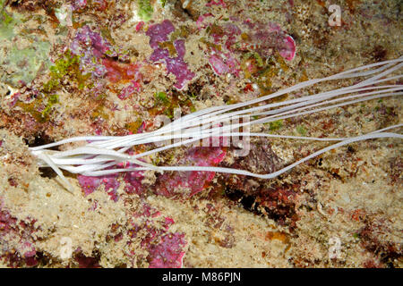 White feeding tentacles of a Medusa Spaghetti Worm, Loimia medusa or Eupolymnia crassicornis. Stock Photo