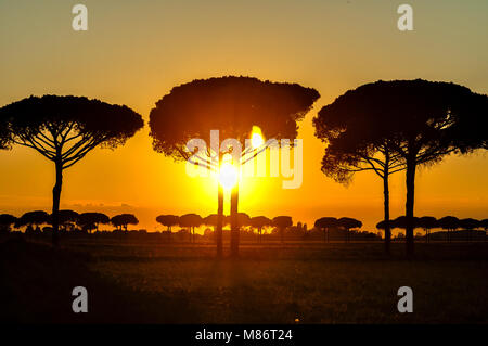 Sunset over Jesolo with pine trees , Italy Stock Photo