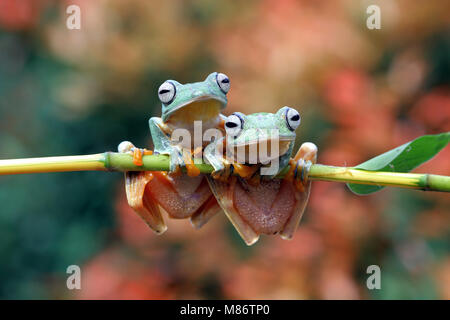 Two Javan tree frogs on a branch, Indonesia Stock Photo