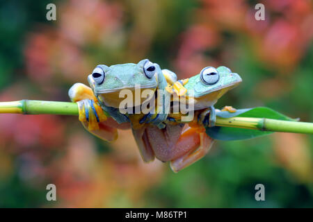 Two Javan tree frogs on a branch, Indonesia Stock Photo