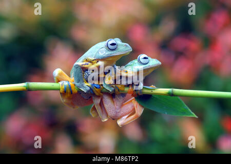 Two Javan tree frogs on a branch, Indonesia Stock Photo