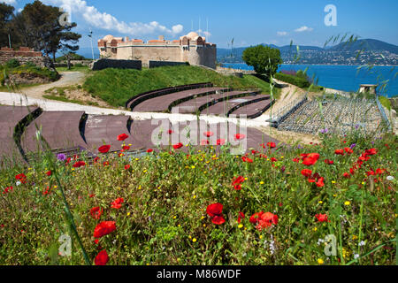 Corn poppy field (Papaver rhoeas) at Citadel of Saint-Tropez, gulf of Saint-Tropez, french riviera, South France, Cote d'Azur, France, Europe Stock Photo