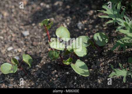 pictures of okra seedlings