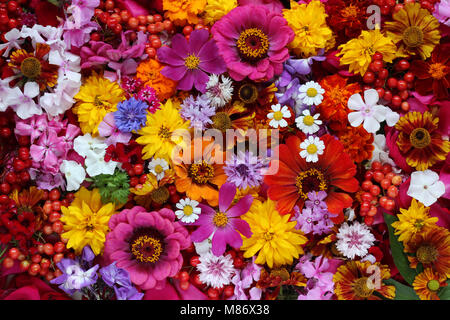 Colorful background from garden of flowers and berries, top view. Stock Photo