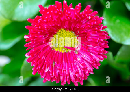 Macro photograph of Pink daisy, Bellis perennis from above covered in Aphids with natural imperfections Stock Photo
