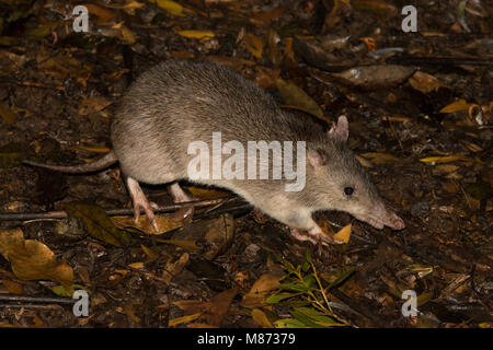 Long nose bandicoot foraging in leave litter Stock Photo