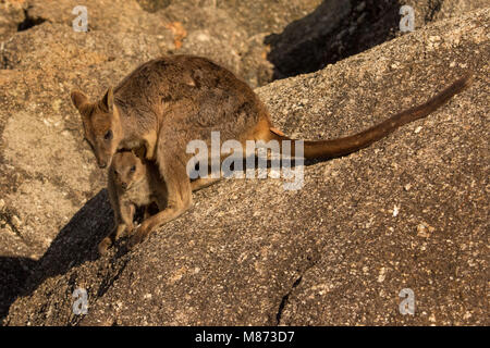 Mareeba rock wallaby with joey Stock Photo