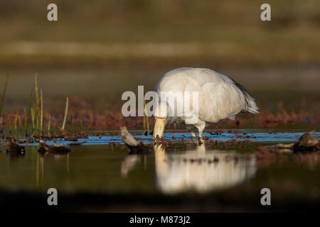 Yellow-billed spoonbill foraging Stock Photo