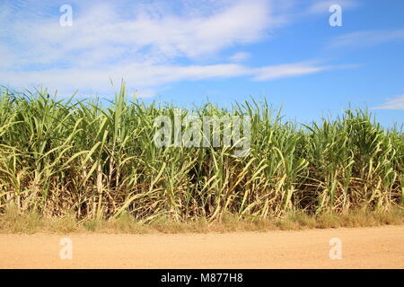 sugarcane field blue sky background Stock Photo