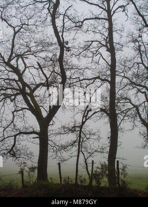 Trees In Fog Stock Photo