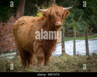 A Highland Cow in his field near Spark Bridge in Cumbria. Stock Photo