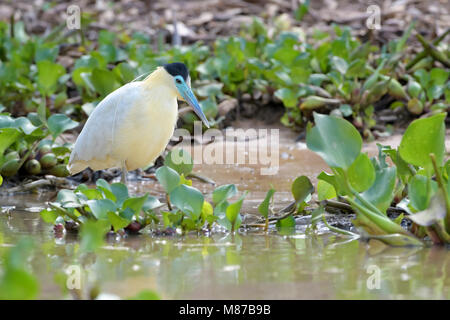 Capped heron (Pilherodius pileatus) standing in wetland, Pantanal, Mato Grosso, Brazil Stock Photo