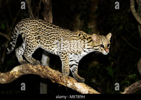 Ocelot (Leopardus pardalis) at night, Pantanal, Mato Grosso, Brazil Stock Photo