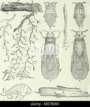 Economic entomology for the farmer and fruit-grower - and for use as a text-book in agricultural schools and colleges (1906) (14778066555) Stock Photo