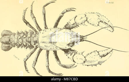 Edible fishes and crustaceans of New South Wales (1893) (20975302669) Stock Photo