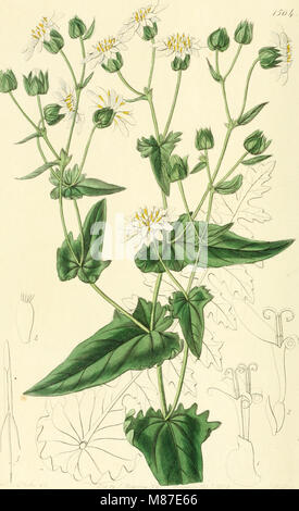 Edwards' botanical register, or, Ornamental flower-garden and shrubbery .. (1829-1847) (21172590785)