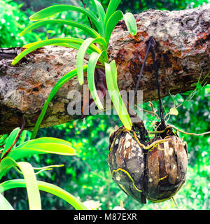Tropical orchid growing in dried coconut pot in rainforest. Traditional asian gardening Stock Photo