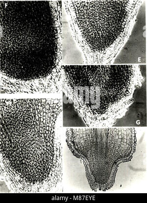 Effect of depth of rooting on citrus root structure and water absorption. (1974) (20561462533) Stock Photo