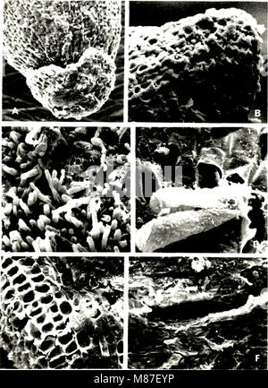 Effect of depth of rooting on citrus root structure and water absorption. (1974) (21190428161) Stock Photo