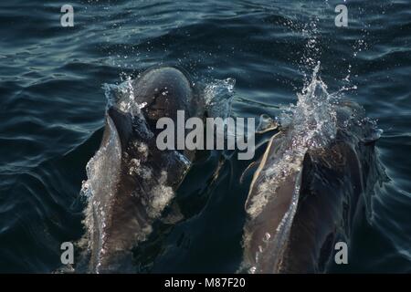 A photo of Common Dolphins swimming along a boat Stock Photo