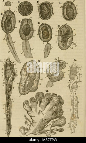 Einleitung in die Konchyliologie; oder grundzüge der naturgeschichte der Weichthiere (1853) (21203960525) Stock Photo