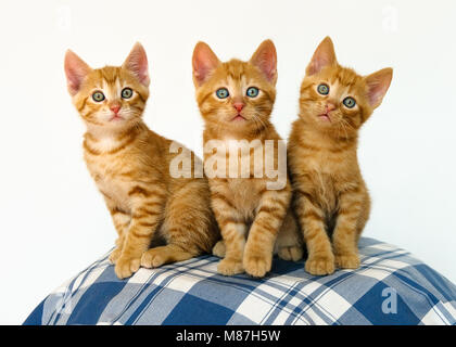 Three cute little cat kittens with blue eyes, red mackerel tabby, European Shorthair, best friends sitting close together, white background. Stock Photo
