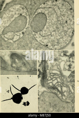 Electron-microscopic structure of protozoa (1963) (21021178970) Stock Photo