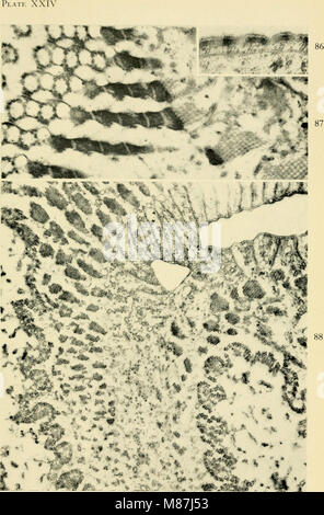 Electron-microscopic structure of protozoa (1963) (21183086586) Stock Photo
