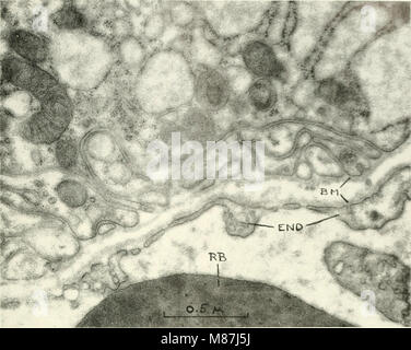 Electron microscopy; proceedings of the Stockholm Conference, September, 1956 (1957) (21216606351) Stock Photo