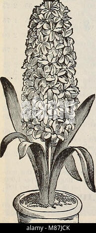 Dreer's 1900 autumn catalogue of bulbs, plants, seeds, etc (1900) (20809855610) Stock Photo