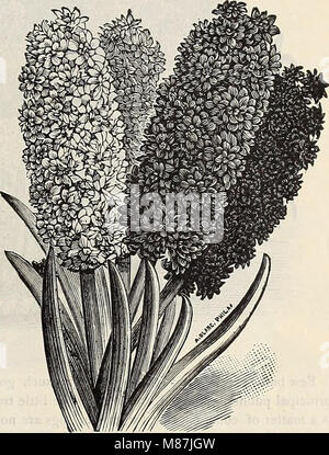 Dreer's autumn catalogue - 1896 bulbs, plants, seeds (1896) (20382059793) Stock Photo